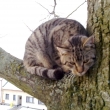20.12.2011 Z�chrana ko�ky ze stromu