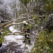 Spadlý strom Hamry 15.10.2009
