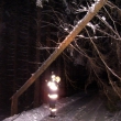 20.1.2010 Strom Nedv�z�